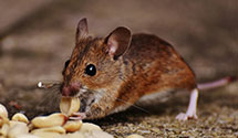 24 Hour & Emergency Exterminators in Ragan Village, NC